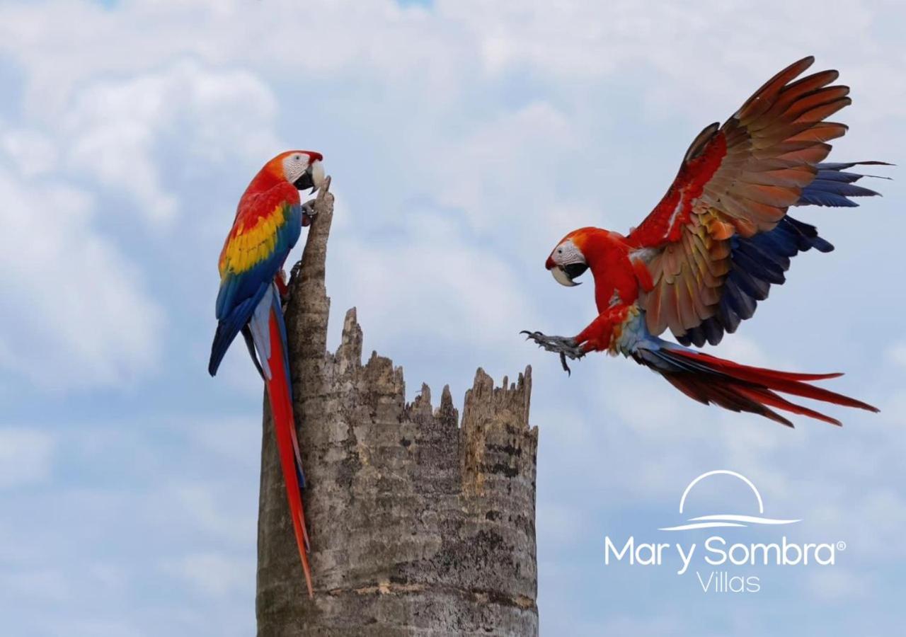 Mar Y Sombra Villas Quepos Kültér fotó