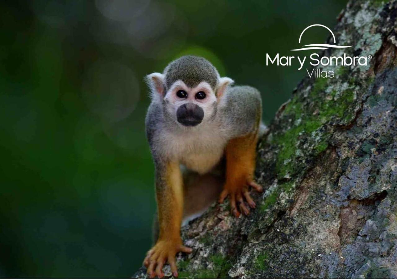 Mar Y Sombra Villas Quepos Kültér fotó
